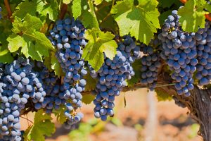 Cabernet Wine Clubs