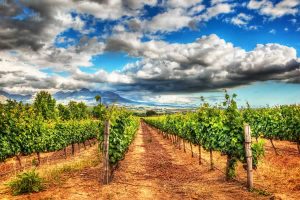 Best Napa Valley Wineries