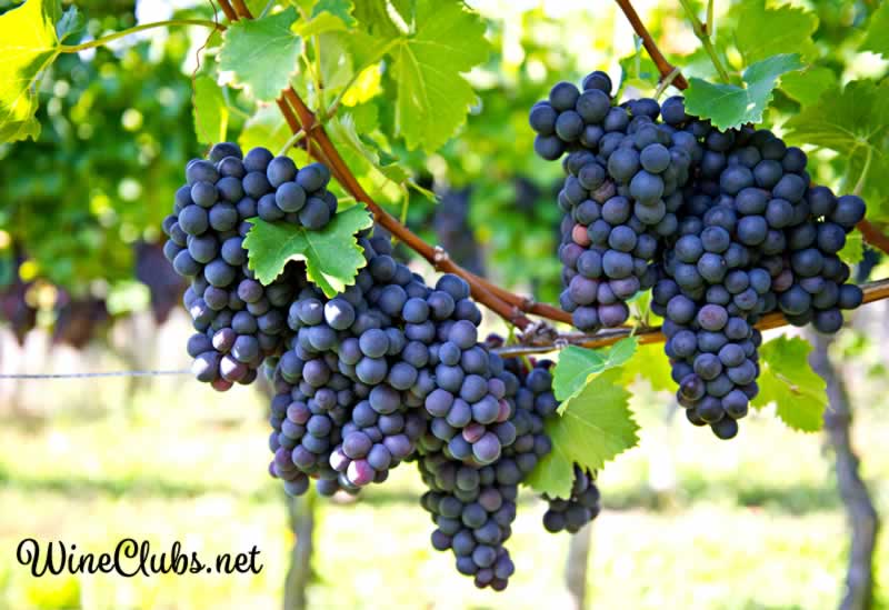 Cooper's Hawk Wine