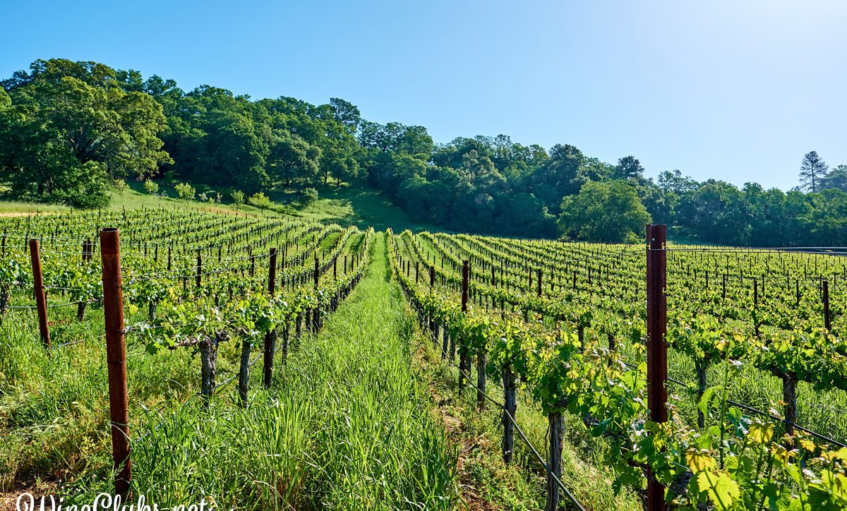 Paso Robles Wine Country