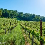 Paso Robles Wine Country