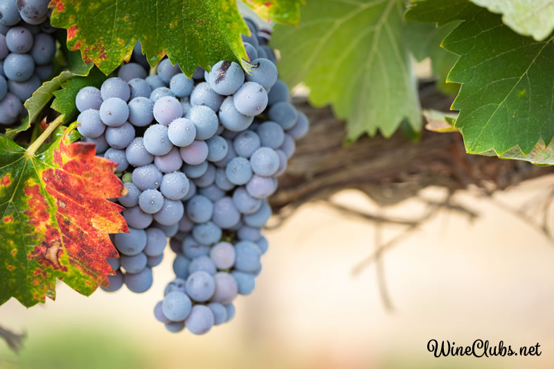 best napa wine clubs