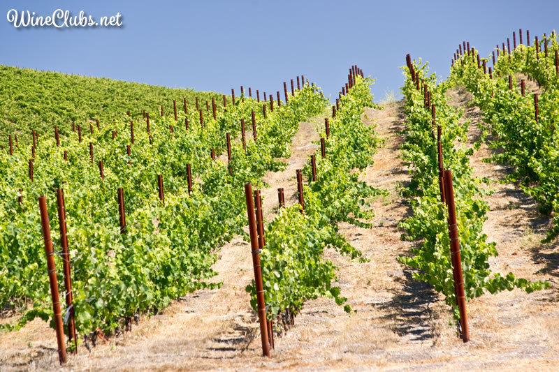 Paso Robles Winery
